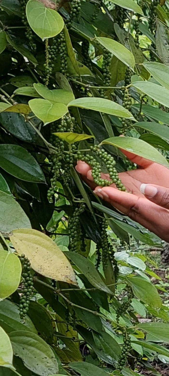 Hand hält grüne Kaffeebohnen an der Pflanze, umgeben von Blättern – Ernte von Single origin Kaffee
