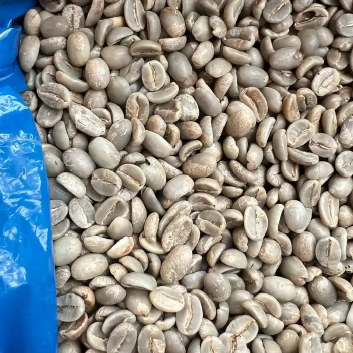 Ungeröstete grüne Kaffeebohnen in einem blauen Behälter, bereit für die Röstung zu Single Origin Kaffee