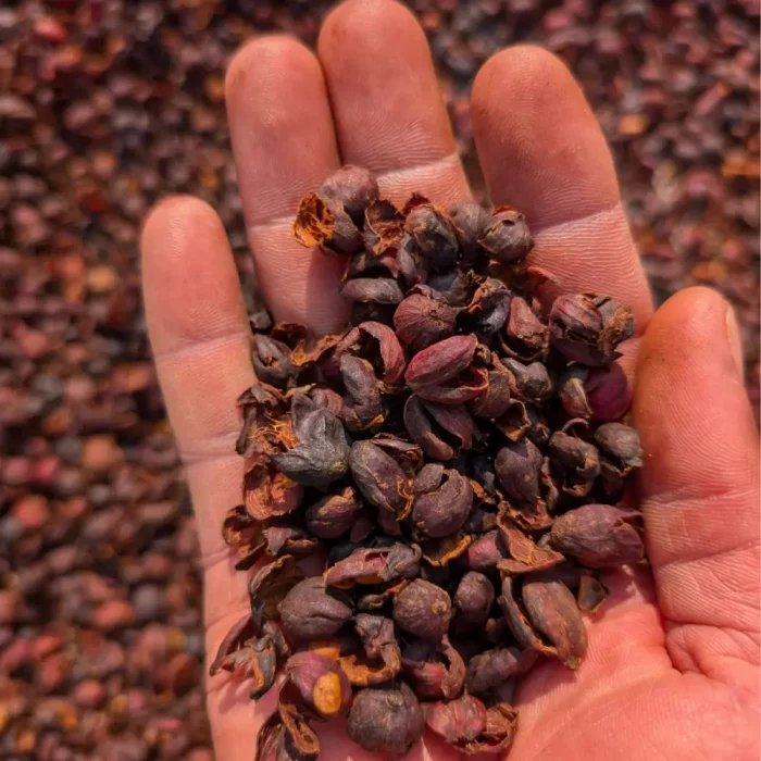 Hand hält getrocknete Kaffeekirschen über einem Trocknungsbett mit Single Origin Kaffee