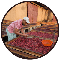 Arbeiterin sortiert Kaffeebohnen auf Trockenbetten in traditioneller Aufbereitungsanlage für Single origin Kaffee
